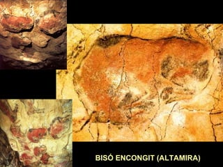 BISÓ ENCONGIT (ALTAMIRA) 
 