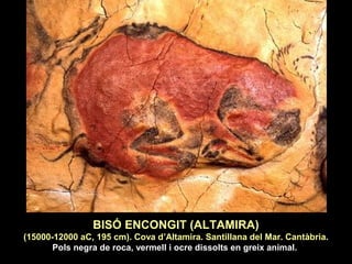 BISÓ ENCONGIT (ALTAMIRA) 
(15000-12000 aC, 195 cm). Cova d’Altamira. Santillana del Mar. Cantàbria. 
Pols negra de roca, vermell i ocre dissolts en greix animal. 
 