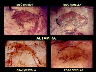 BISÓ BARBUT BISÓ FEMELLA 
ALTAMIRA 
GRAN CÈRVOLA PORC SENGLAR 
 
