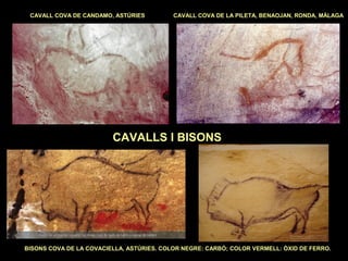 CAVALL COVA DE CANDAMO, ASTÚRIES CAVALL COVA DE LA PILETA, BENAOJAN, RONDA, MÀLAGA 
CAVALLS I BISONS 
BISONS COVA DE LA COVACIELLA, ASTÚRIES. COLOR NEGRE: CARBÓ; COLOR VERMELL: ÒXID DE FERRO. 
 