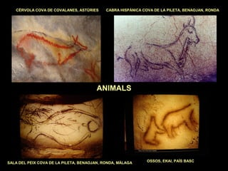 CÈRVOLA COVA DE COVALANES, ASTÚRIES CABRA HISPÀNICA COVA DE LA PILETA, BENAOJAN, RONDA 
ANIMALS 
SALA DEL PEIX COVA DE LA PILETA, BENAOJAN, RONDA, MÀLAGA OSSOS, EKAI, PAÍS BASC 
 