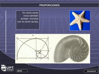 PROPORCIONES 
En otros seres 
vivos también 
existen vínculos 
con la razón áurea. 
MENÚ SIGUIENTE 
 