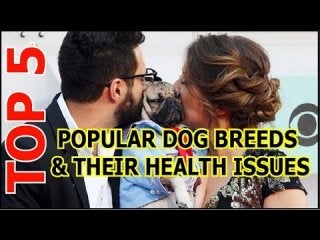 Top 5 Popular Dog Breeds and Their Health Issues (dog breeds)