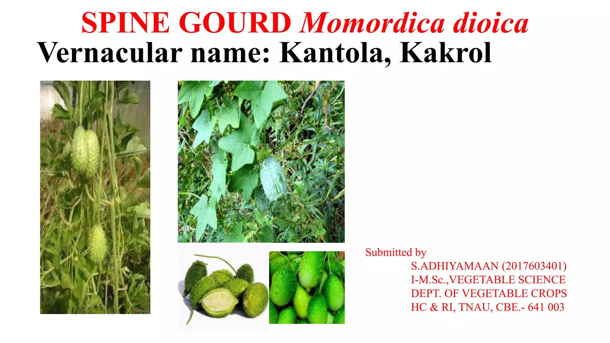 Spiny Guard Genetic diversity of spine gourd cultivars | PPT
