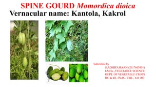 SPINE GOURD Momordica dioica
Vernacular name: Kantola, Kakrol
Submitted by
S.ADHIYAMAAN (2017603401)
I-M.Sc.,VEGETABLE SCIENCE
DEPT. OF VEGETABLE CROPS
HC & RI, TNAU, CBE.- 641 003
 