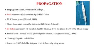 • Propagation: Seed, Tuber and Cuttings
• Seed: dormancy (5-6 months), dip in H2O -24hrs
• 30 ◦C better germn(Ali et al, 1991)
• Plants from seeds can not be determined (1:1 male &female)
• By Tuber: dormancy(4-5 months), healthy plants, 2-3 yrs old plants &120-150g, 2 buds /piece
• Treated with Thiourea 87.5% sprouting than control(18.3%) Panda et al ,(1993).
• Planting : Sep-Oct or Feb-Mar
• Ram et al.(2002) Feb-Mar irrigated cond. &June-July rainy season
PROPAGATION
 