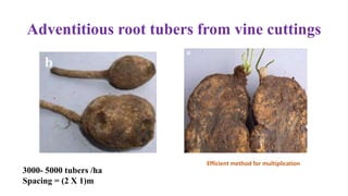 Adventitious root tubers from vine cuttings
Efficient method for multiplication
3000- 5000 tubers /ha
Spacing = (2 X 1)m
 