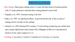 • By Cuttings: Dark green cuttings from 2-3 years old form basal or terminal portion
with 2-3 nodes planted in sand bed after rooting planted in main field
• Tripathy et al, 1993: Terminal cutting is the best
• Sahu et al, 1995 no significant effects on growth and devolp. of due to type of
cuttings and no of nodes in the cuttings
• Ahmad et al ,1992 obtained 93% rooting, 17 roots/cutting comprising one axillary bud
and a mature diploid leaf when treated with 1500pppm of IBA in 5s and planted in
mixture of soil: sand: compost (1:1:1)
• Grafting: C.moschata, C.trifolia, F1 hybrids of C.moschata x C.maxima
PROPAGATION
 