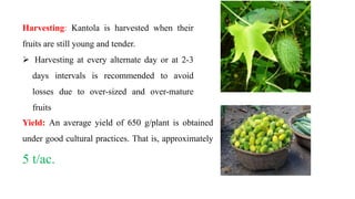 Harvesting: Kantola is harvested when their
fruits are still young and tender.
 Harvesting at every alternate day or at 2-3
days intervals is recommended to avoid
losses due to over-sized and over-mature
fruits
Yield: An average yield of 650 g/plant is obtained
under good cultural practices. That is, approximately
5 t/ac.
 