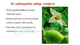 M. subangulata subsp. renigera
• Wild vegetable native to Assam-
Myanmar region.
• Distinct dark dots at the base of pale
yellow to nearly white corolla.
• The fruits of M. subangulata are
narrowed distinctly towards tip.
 