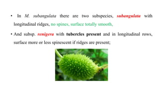 • In M. subangulata there are two subspecies, subangulata with
longitudinal ridges, no spines, surface totally smooth,
• And subsp. renigera with tubercles present and in longitudinal rows,
surface more or less spinescent if ridges are present;
 