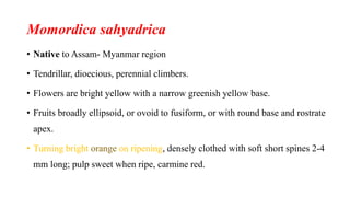 Momordica sahyadrica
• Native to Assam- Myanmar region
• Tendrillar, dioecious, perennial climbers.
• Flowers are bright yellow with a narrow greenish yellow base.
• Fruits broadly ellipsoid, or ovoid to fusiform, or with round base and rostrate
apex.
• Turning bright orange on ripening, densely clothed with soft short spines 2-4
mm long; pulp sweet when ripe, carmine red.
 