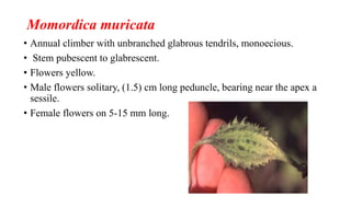 Momordica muricata
• Annual climber with unbranched glabrous tendrils, monoecious.
• Stem pubescent to glabrescent.
• Flowers yellow.
• Male flowers solitary, (1.5) cm long peduncle, bearing near the apex a
sessile.
• Female flowers on 5-15 mm long.
 