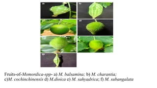 Fruits-of-Momordica-spp- a) M. balsamina; b) M. charantia;
c)M. cochinchinensis d) M.dioica e) M. sahyadrica; f) M. subangalata
 