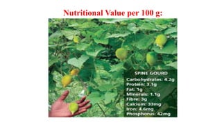 Nutritional Value per 100 g:
 