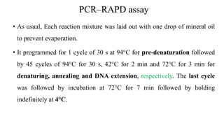 PCR–RAPD assay
• As usual, Each reaction mixture was laid out with one drop of mineral oil
to prevent evaporation.
• It programmed for 1 cycle of 30 s at 94°C for pre-denaturation followed
by 45 cycles of 94°C for 30 s, 42°C for 2 min and 72°C for 3 min for
denaturing, annealing and DNA extension, respectively. The last cycle
was followed by incubation at 72°C for 7 min followed by holding
indefinitely at 4°C.
 