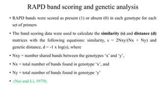 RAPD band scoring and genetic analysis
• RAPD bands were scored as present (1) or absent (0) in each genotype for each
set of primers
• The band scoring data were used to calculate the similarity (s) and distance (d)
matrices with the following equations: similarity, s = 2Nxy/(Nx + Ny) and
genetic distance, d = -1 x log(s), where
• Nxy = number shared bands between the genotypes ‘x’ and ‘y’,
• Nx = total number of bands found in genotype ‘x’, and
• Ny = total number of bands found in genotype ‘y’
• (Nei and Li, 1979).
 