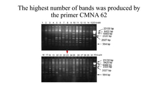 The highest number of bands was produced by
the primer CMNA 62
 