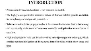 INTRODUCTION
• Propagation by seed and cuttings is not common in Kartoli.
• The highly cross pollinated dioicious nature of Kartoli exhibit genetic variation
for morphological and growth parameters.
• Tubers are suitable for propagation but it have some limitations, first is dormancy
and sprout only at the onset of monsoon secondly multiplication rate of tuber is
very low.
• High multiplication ratio can be achieved by micropropagation technique, which
enables rapid multiplication of disease pest free elite plants within short space and
time.
 