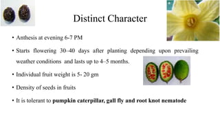 Distinct Character
• Anthesis at evening 6-7 PM
• Starts flowering 30–40 days after planting depending upon prevailing
weather conditions and lasts up to 4–5 months.
• Individual fruit weight is 5- 20 gm
• Density of seeds in fruits
• It is tolerant to pumpkin caterpillar, gall fly and root knot nematode
 