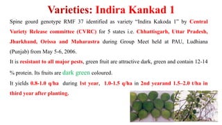 Spine gourd genotype RMF 37 identified as variety “Indira Kakoda 1” by Central
Variety Release committee (CVRC) for 5 states i.e. Chhattisgarh, Uttar Pradesh,
Jharkhand, Orissa and Maharastra during Group Meet held at PAU, Ludhiana
(Punjab) from May 5-6, 2006.
It is resistant to all major pests, green fruit are attractive dark, green and contain 12-14
% protein. Its fruits are dark green coloured.
It yields 0.8-1.0 q/ha during 1st year, 1.0-1.5 q/ha in 2nd yearand 1.5–2.0 t/ha in
third year after planting.
Varieties: Indira Kankad 1
 