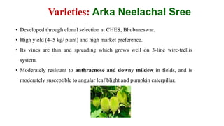 • Developed through clonal selection at CHES, Bhubaneswar.
• High yield (4–5 kg/ plant) and high market preference.
• Its vines are thin and spreading which grows well on 3-line wire-trellis
system.
• Moderately resistant to anthracnose and downy mildew in fields, and is
moderately susceptible to angular leaf blight and pumpkin caterpillar.
Varieties: Arka Neelachal Sree
 