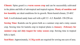 Climate: Spine gourd is a warm season crop and can be successfully cultivated
in the plains and hills of sub-tropical and tropical regions. Plenty of sunshine and
low humidity are ideal conditions for its growth. Warm humid climate, 25-40◦C
Soil: A well-drained sandy loam soil with a pH 5.5 - 6.5. Rainfall- 150-250 cm
Sowing Time: Kantola can be grown both as a summer crop and a rainy season
crop. Sowing time for kantola crop in tropical plains is January –February for
summer crop and July-August for rainy season crop. Sowing time in tropical
hills is April.
Seed Rate: Approximately, 1-2 Kg seeds are required for sowing one acre of area.
 