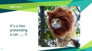 Hell no !
35
It’s a lion
pretending
a cat -_- !!
 