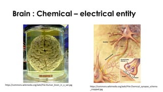 Brain : Chemical – electrical entity
https://commons.wikimedia.org/wiki/File:Human_brain_in_a_vat.jpg
https://commons.wikimedia.org/wiki/File:Chemical_synapse_schema
_cropped.jpg
 