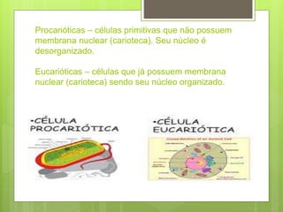 Procarióticas – células primitivas que não possuem
membrana nuclear (carioteca). Seu núcleo é
desorganizado.
Eucarióticas – células que já possuem membrana
nuclear (carioteca) sendo seu núcleo organizado.
 