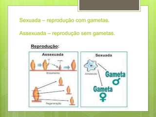 Sexuada – reprodução com gametas.
Assexuada – reprodução sem gametas.
 