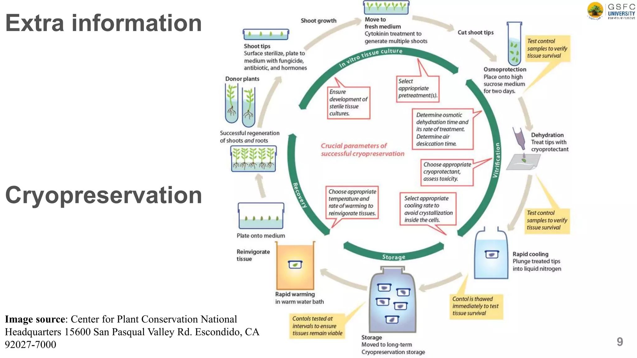 Cryopreservation
9
Image source: Center for Plant Conservation National
Headquarters 15600 San Pasqual Valley Rd. Escondido, CA
92027-7000
Extra information
 