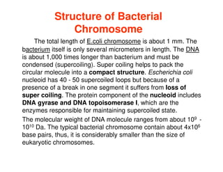 Structure of Bacterial
Structure of Bacterial
Chromosome
Chromosome
The total length of E.coli chromosome is about 1 mm. The
bacterium itself is only several micrometers in length. The DNA
is about 1,000 times longer than bacterium and must be
condensed (supercoiling). Super coiling helps to pack the
circular molecule into a compact structure. Escherichia coli
nucleoid has 40 - 50 supercoiled loops but because of a
nucleoid has 40 - 50 supercoiled loops but because of a
presence of a break in one segment it suffers from loss of
super coiling. The protein component of the nucleoid includes
DNA gyrase and DNA topoisomerase I, which are the
enzymes responsible for maintaining supercoiled state.
The molecular weight of DNA molecule ranges from about 109 -
1010 Da. The typical bacterial chromosome contain about 4x106
base pairs, thus, it is considerably smaller than the size of
eukaryotic chromosomes.
 