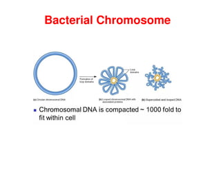Bacterial Chromosome
 