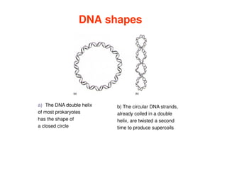 DNA shapes
a) The DNA double helix
of most prokaryotes
has the shape of
a closed circle
b) The circular DNA strands,
already coiled in a double
helix, are twisted a second
time to produce supercoils
 