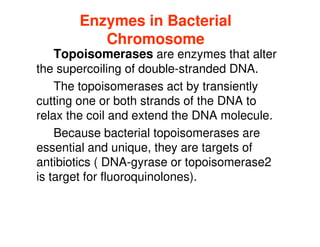 Enzymes in Bacterial
Enzymes in Bacterial
Chromosome
Chromosome
Topoisomerases are enzymes that alter
the supercoiling of double-stranded DNA.
The topoisomerases act by transiently
cutting one or both strands of the DNA to
relax the coil and extend the DNA molecule.
relax the coil and extend the DNA molecule.
Because bacterial topoisomerases are
essential and unique, they are targets of
antibiotics ( DNA-gyrase or topoisomerase2
is target for fluoroquinolones).
 