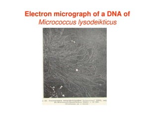 Electron micrograph of a DNA of
Micrococcus lysodeikticus
 
