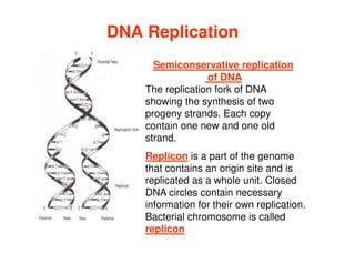 DNA Replication
DNA Replication
Semiconservative replication
of DNA
The replication fork of DNA
showing the synthesis of two
progeny strands. Each copy
contain one new and one old
contain one new and one old
strand.
Replicon is a part of the genome
that contains an origin site and is
replicated as a whole unit. Closed
DNA circles contain necessary
information for their own replication.
Bacterial chromosome is called
replicon
 