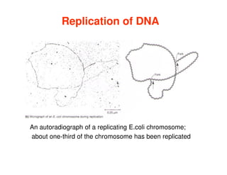 Replication of DNA
Replication of DNA
An autoradiograph of a replicating E.coli chromosome;
about one-third of the chromosome has been replicated
 