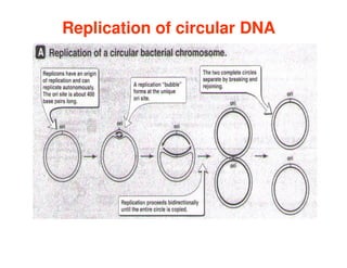Replication of circular DNA
Replication of circular DNA
 