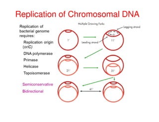 Replication of Chromosomal DNA
 