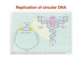 Replication of circular DNA
Replication of circular DNA
 