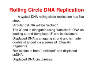 Rolling Circle DNA Replication
A typical DNA rolling circle replication has five
steps:
Circular dsDNA will be "nicked".
The 3’ end is elongated using "unnicked" DNA as
leading strand (template); 5’ end is displaced.
leading strand (template); 5’ end is displaced.
Displaced DNA is a lagging strand and is made
double stranded via a series of Okazaki
fragments.
Replication of both "unnicked" and displaced
ssDNA.
Displaced DNA circularizes.
 