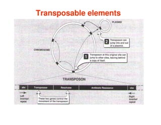 Transposable elements
Transposable elements
 