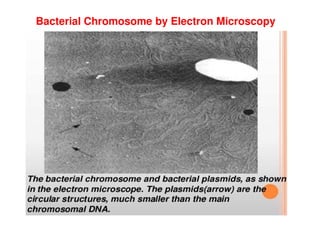 Bacterial Chromosome by Electron Microscopy
 