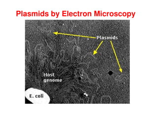 Plasmids by Electron Microscopy
 