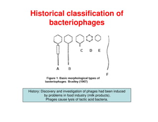 Historical classification of
bacteriophages
History: Discovery and investigation of phages had been induced
by problems in food industry (milk products).
Phages cause lysis of lactic acid bacteria.
 