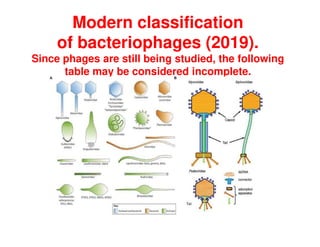 Modern classification
of bacteriophages (2019).
Since phages are still being studied, the following
table may be considered incomplete.
 