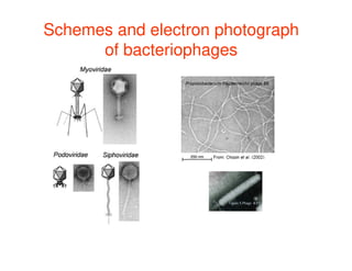 Schemes and electron photograph
of bacteriophages
 