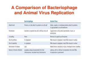 A Comparison of Bacteriophage
and Animal Virus Replication
 